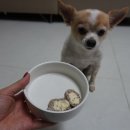 우프밀(woofmeal) | 프리미엄 강아지 수제간식 우프밀 치즈볼 후기