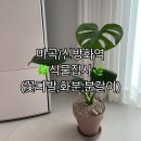 방화동] 식물집사 : 가성비 화분 몬스테라 데려온 후기(꽃다발, 화분, 분갈이, 화환, 웨딩부케 등 꽃집)