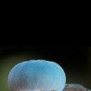 스머프마을 이미지