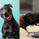 바른개 생활 이미지