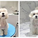 포메른 펫살롱 이미지