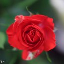 장미파크 이미지