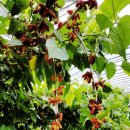 금자농장 이미지