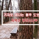 1월13일(토)원주 치악산 명품금강소나무숲길/마감 이미지