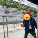 백조농장(1) 이미지