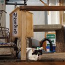 고양이마을 이미지