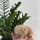 멍냥스타 강아지분양 고양이분양 이미지