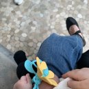 꼬꼬노리 | 츄츄블룸밴드 • 도토링고리 치발기 리뷰 🐿️🌼
