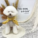 스윗하개 이미지