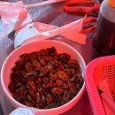 성진프라스틱 | 평택 대하구이 만세로 왕새우 야장맛집 내돈내산 솔직후기 불만족 부분도 있음