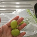 어텀블루스 | [호주 워홀] D+971 몰리 무한리필 핫팟 Me Lau 후기