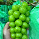 샤인농장 이미지