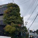 소로3-131 이미지