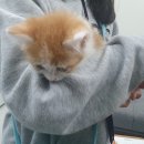 낭만고양이강서점