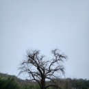 홍산향교 은행나무 | [충청남도][부여] 500년 홍산향교 은행나무와 미지정 느티나무 보호수 2그루 (부여-155)
