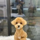 애견백화점 동탄점 이미지
