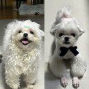 루이야학교가자 | 군산 애견 미용, 군산 강아지 미용 잘하는 곳 -루이야 학교 가자 &lt;2번째 내 돈 내산 후기&gt;