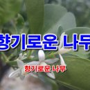 향기로운나무 Daum카페