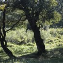 쇼후퉁 마라탕 이미지