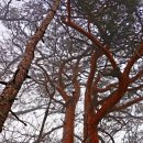 백두대간(白頭大幹) 19회차 32구간 태백산권&lt;피재(삼수령)~건의령~푯대봉~구부시령~덕항산~환선봉...