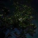 강과들 | 보홀 반딧불 투어 예약 후기 로복강 코스 자유여행 일정 공유
