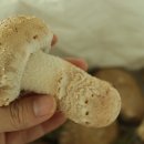 주식회사송이향 이미지