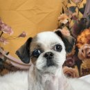 츄블리 펫 살롱 이미지