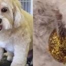 로얄 펫살롱 이미지