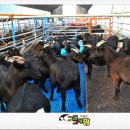 햇살 염소농장 이미지