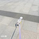 박여진애견미용실 이미지