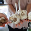 코끼리식품 이미지