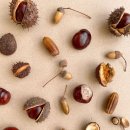 마로니에 이미지