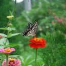 꽃과 나비 이미지