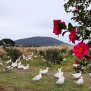 청초목장 이미지