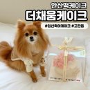 이삭애견 | [더채움케이크] 안산떡케이크 디자인부터 맛까지 완벽한 곳에서 임신 축하 선물 주문제작