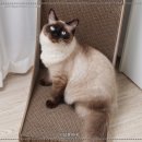 수직 | 고양이 스크래쳐, 네네린도 대형 수직 스크래처 후기