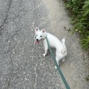 퍼피버스데이 이미지