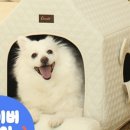 에브리데이 펫 이미지