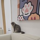 캣플 동탄점 이미지