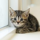 그루밍 플래너 이미지