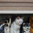 중앙가축약품 이미지