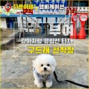 나루터로 15 | 부여 백마강 구드래 나루터 강아지랑 애견 동반 여행