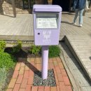국철농장 | 삿포로 여행 비에이 투어 팜도미타 라벤더 개화 상황