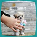 의정부 강아지분양 고양이분양 애견분양 펫하임 의정부본점 이미지