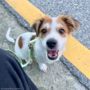 강아지세상 이미지