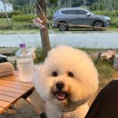 동산애견 네이버블로그
