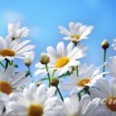 데이지 - 거제시 고현로8길 22 | 데이지