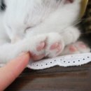 미냥이 이미지