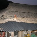 지붕위의닭