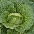 복덕농장 이미지